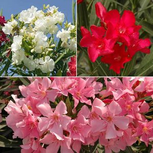 Set 3 Leandri – Mix de Culori (Roșu, Alb, Roz Ciclam)