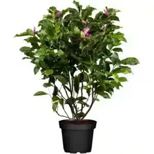 ? Magnolie "Susan" – tufă decorativă de grădină