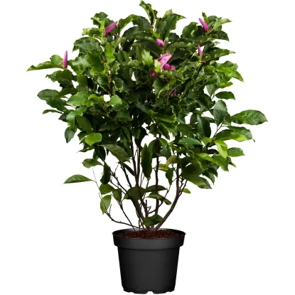 🌸 Magnolie "Susan" – tufă decorativă de grădină