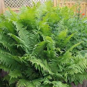 ? Matteuccia struthiopteris (Feriga struțului) – la ghiveci