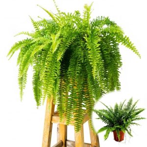 Ferigă de cameră – Nephrolepis exaltata (la ghiveci)