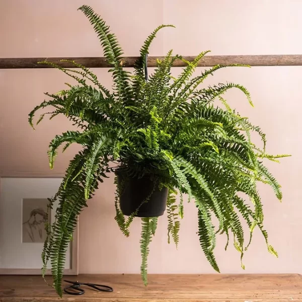 🌿 Ferigă Sabie de interior  – Green Lady (Nephrolepis exaltata)