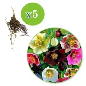 helleborus floare simpla-pachet 5 radacini de colectie