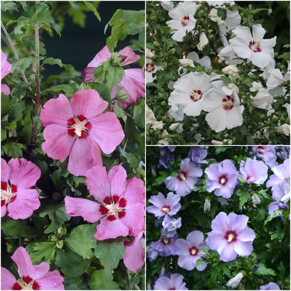 ? Pachet Hibiscus 3 culori – Roz, Alb și Mov