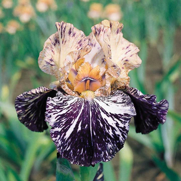 Sorbonne Bearded Iris