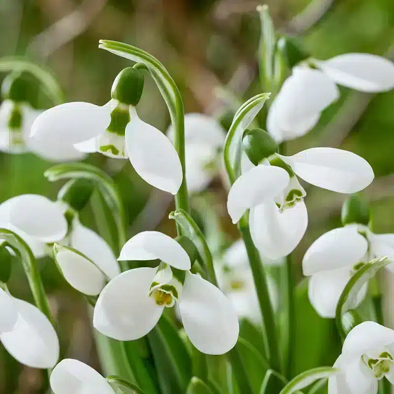 Colecție 15 Ghiocei Giganți de Colecție – Eleganță în alb pur - imagine 2