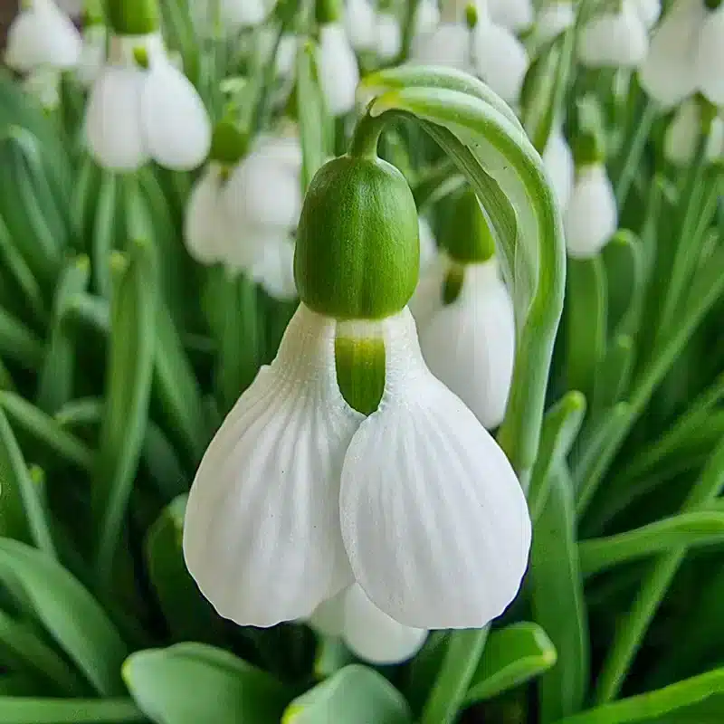 Colecție 15 Ghiocei Giganți de Colecție – Eleganță în alb pur - imagine 4