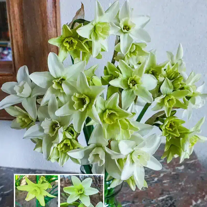 Narcisă Polar Hunter-3 bulbi