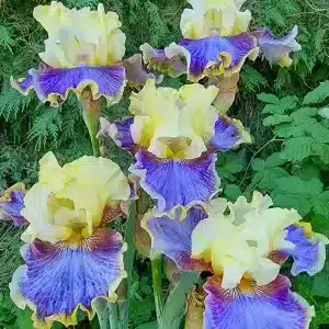 Coos Bay Bearded Iris la ghiveci