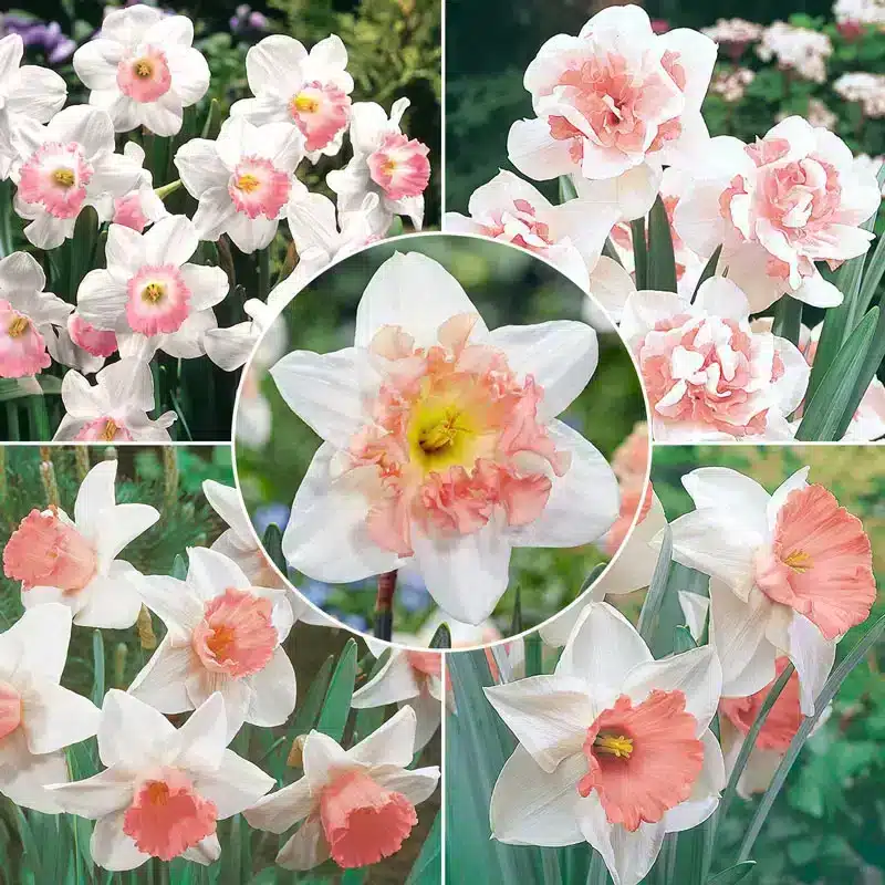 Colecția de narcise roz-25 bulbi pink daffodil