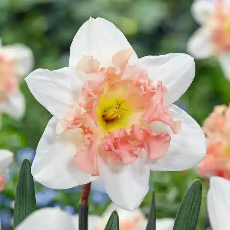 Colecția de narcise roz-25 bulbi pink daffodil - imagine 4