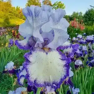 Iris Germanica (Bearded Iris) Autumn Circus la ghiveci