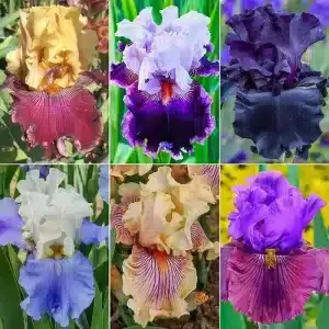 Colecția Showtime Bearded Iris 6 ghivece de iris