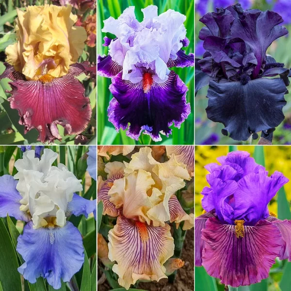 Colecția Showtime Bearded Iris 6 ghivece de iris