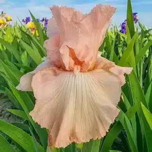 Iris 'Beverly Sills la ghiveci