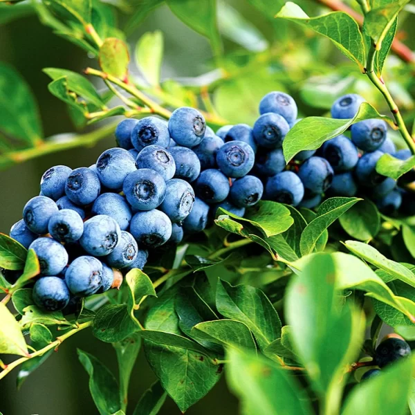 AFIN Duke Blueberry-LA GHIVECI (pe rod) anul 4