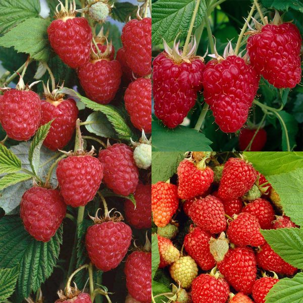 🍇 Colecție Zmeură „All Season”10+5 cadou – 3 soiuri speciale, recoltă toată vara (15 tufe)