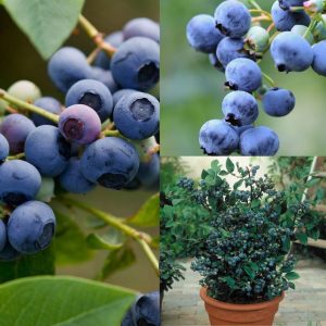 ? Colecție de afini la ghiveci -3 soiuri pe rod