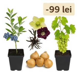 Oferta Verde – Rod și Floare – pachet special pentru grădina ta