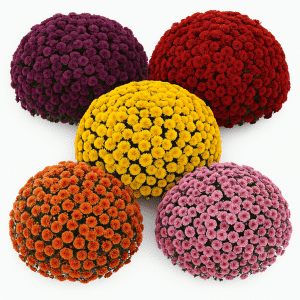 Crizanteme la ghiveci mix 5 buc GIGANT