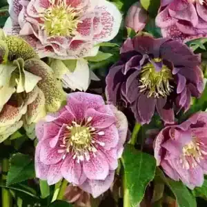 helleborus mixt dublu 3 buc