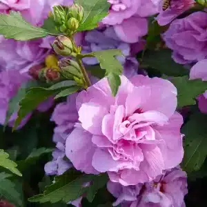 Hibiscus syriacus roz bătut