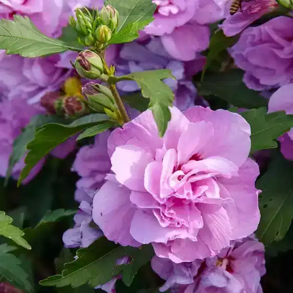 Hibiscus syriacus roz bătut