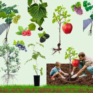 Pachetul Livezii de Acasă – 5 plante la doar 99 lei