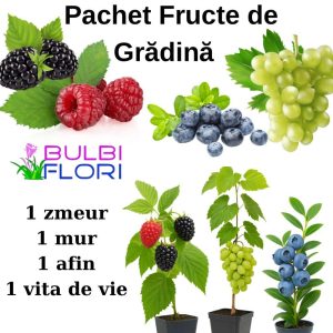 Pachet Fructe de Grădină – Zmeur, Mur, Afin pe rod, Viță de vie fără sâmburi