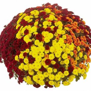 CRIZANTEMA MIXTA GIGANT LA GHIVECI