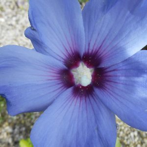 Hibiscus syriacus „Oiseau Bleu”