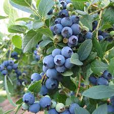 Afin Bluecrop – (pe rod anul 4)