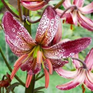 Lily (Lilium) martagon Alberta Morning 3 bulb