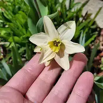 Narcisă Polar Hunter-3 bulbi - imagine 5