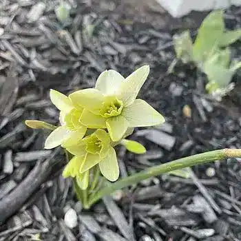 Narcisă Polar Hunter-3 bulbi - imagine 4