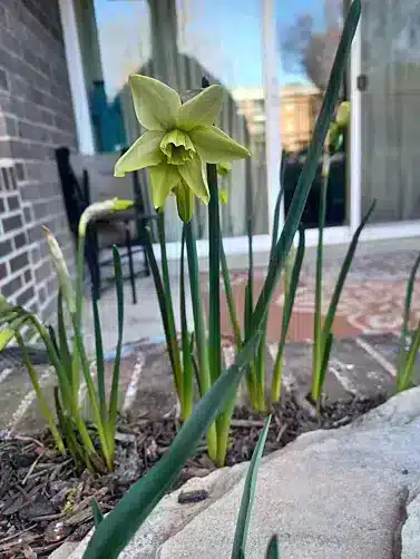 Narcisă Polar Hunter-3 bulbi - imagine 6