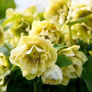 helleborus dublu galben -picotee