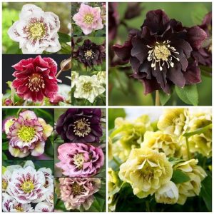 helleborus mega pack-20 de radacini |soiuri premium