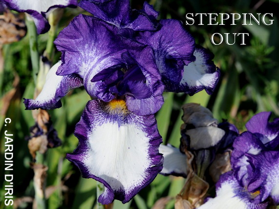 iris la ghiveci Iris 'Stepping Out'-reflorescent