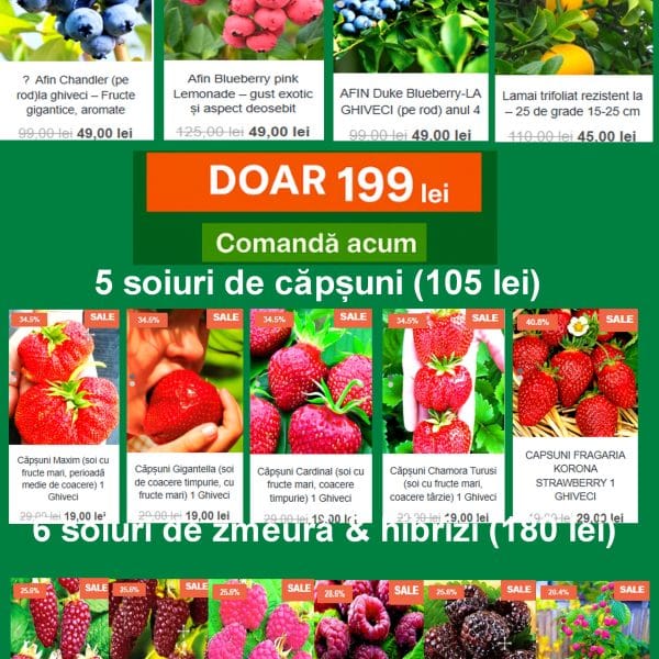 🍓 Pachetul Fructe Premium – Arbuști & Căpșuni