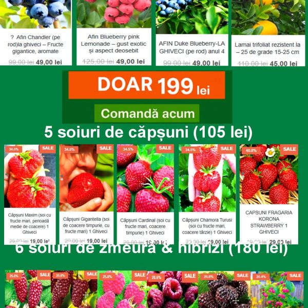 🍓 Pachetul Fructe Premium – Arbuști & Căpșuni