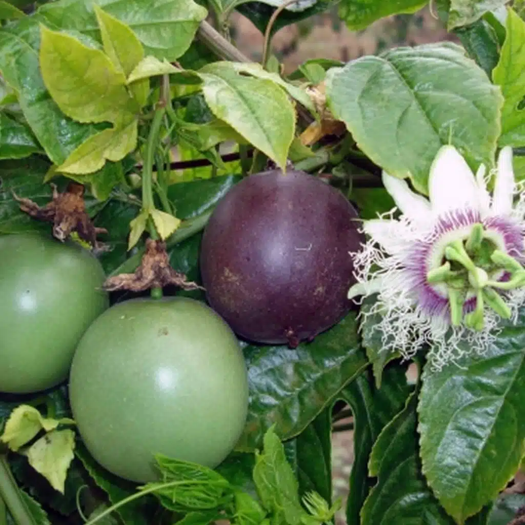 Passiflora edulis f. flavicarpa – Maracuja mov-floarea pasiunii cu fructe exotice - imagine 2