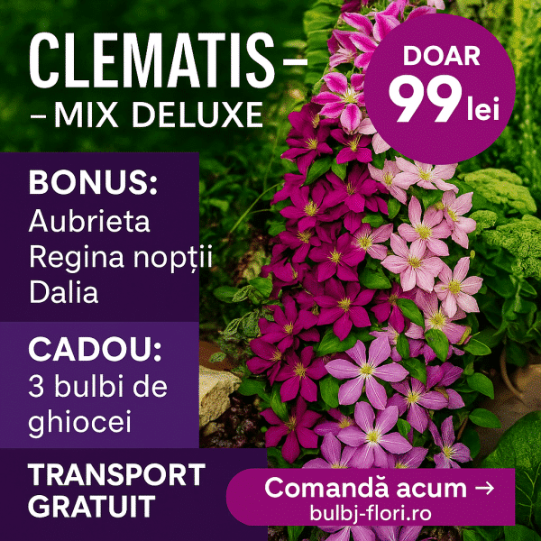 Clematis Mix Deluxe – Pachet 5 plicuri