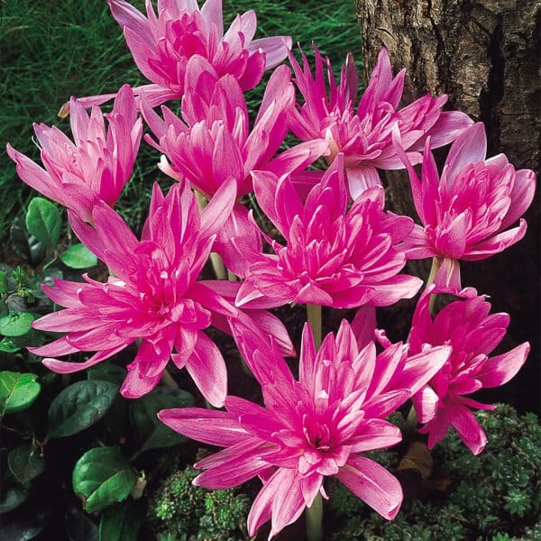 Colchicum Waterlily – Brândușă de toamnă cu flori duble roz-liliachii