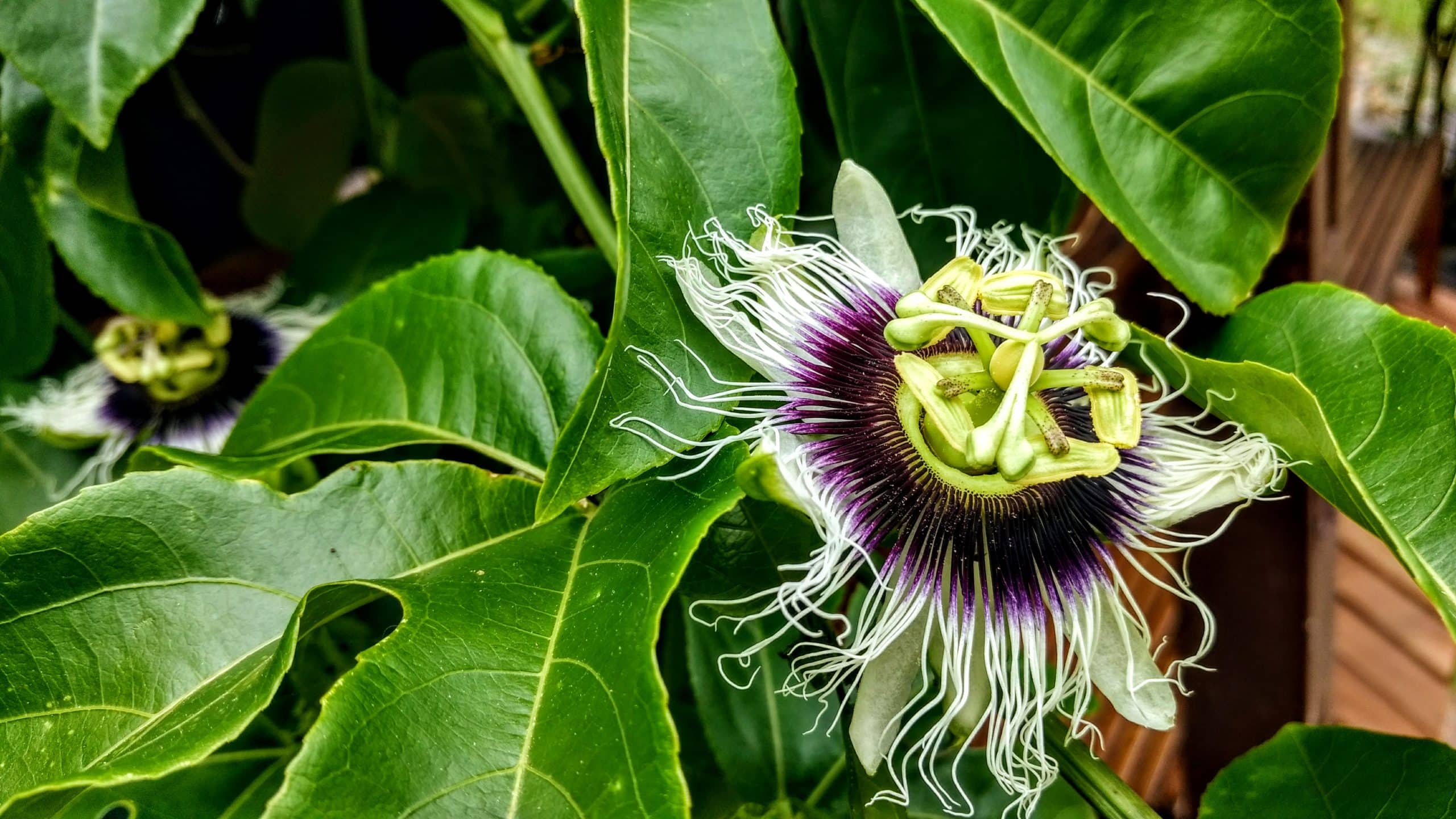 Passiflora edulis f. flavicarpa – Maracuja mov-floarea pasiunii cu fructe exotice