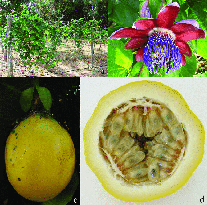 Passiflora alata – Floarea pasiunii roșie, cu flori parfumate și fructe exotice - imagine 2