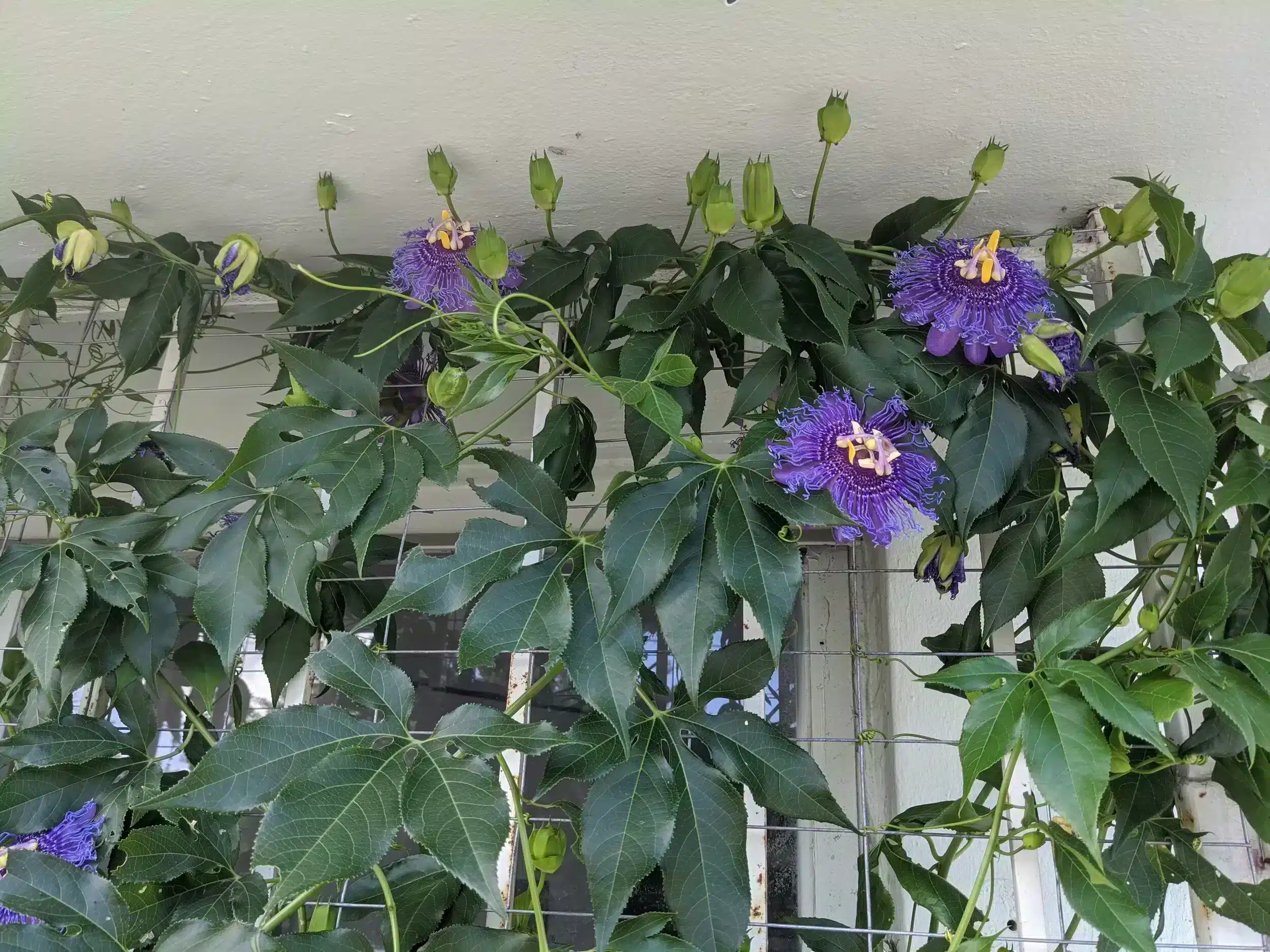 Passiflora incarnata „Blue” – Floarea pasiunii albastră (Maypop) - imagine 3