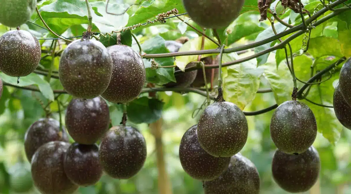 Passiflora edulis f. flavicarpa – Maracuja mov-floarea pasiunii cu fructe exotice - imagine 3