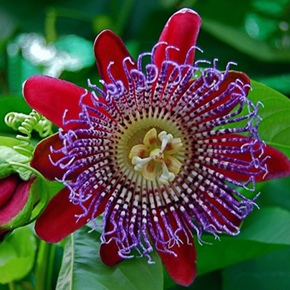 Passiflora alata – Floarea pasiunii roșie, cu flori parfumate și fructe exotice - imagine 4