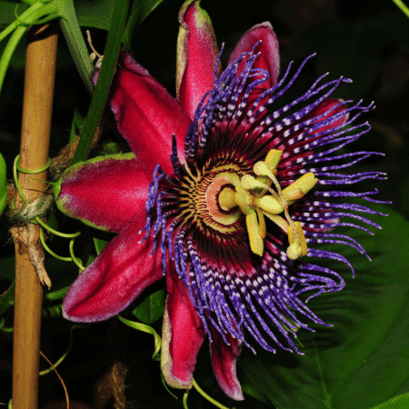 Passiflora alata – Floarea pasiunii roșie, cu flori parfumate și fructe exotice